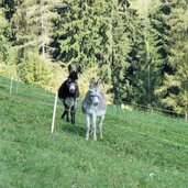 esel auf wiese bei schnauders