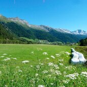 breites tal wiesen bei kematen in ausserpfitsch pfitschtal