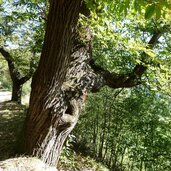 keschtnweg bei feldthurns alte kastanienbaeume