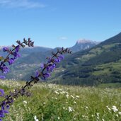 blick vom keschtnweg blumenwiesen auf aferer geisler