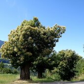 kastanienbaum bei feldthurns