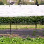 franzensfeste grasstein anbau erdbeeren