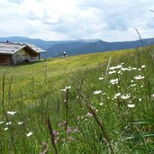 blumenwiesen bei brugger schupfe