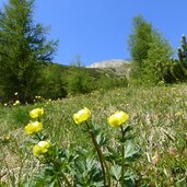 butterblumen am weg nr kematen zum schluesseljoch