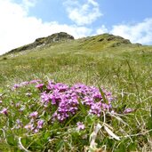 kalkwandstange und daxspitze