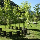 Pfitsch naturgarten wiesen