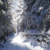 winterweg rodelbahn forstweg zirogalm