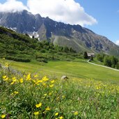 zirogalm enzianhuette almwiesen dahinter daxspitze