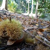 kastanien am wanderweg