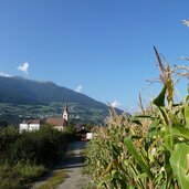 maisfeld bei gufidaun