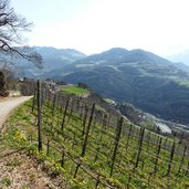 keschtnweg kastanienweg im fruehling feldthurns klausen