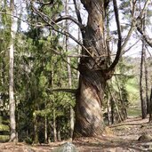 kastanienweg bei pardell im fruehling