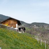 fruehling bei schnauders feldthurns