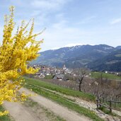 fruehling bei feldthurns