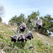 kuhschelle pulsatilla vulgaris