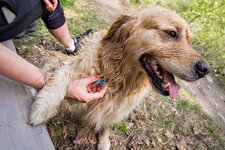 TM hund cane hundemarke plakette registrierungsnummer