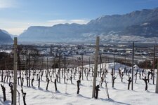 winter weinberg bei neumarkt castelfeder weinstrasse