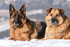 Hund Schnee Adressen Hunde Suedtirol