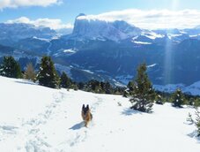 winter aussicht groeden raschoetz zu den dolomiten langkofel saslong und hund