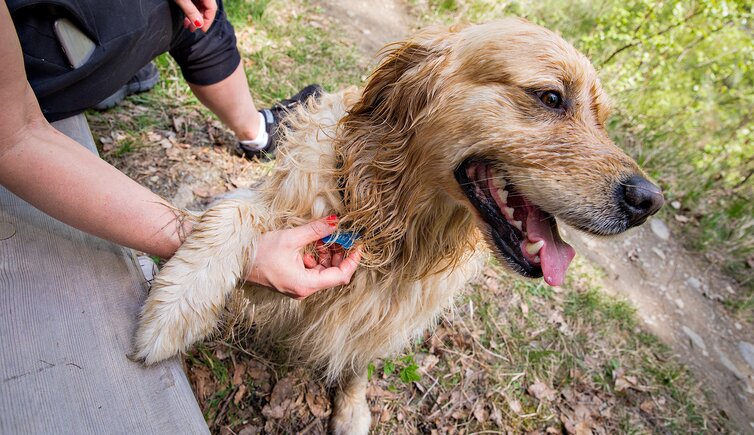 TM hund cane hundemarke plakette registrierungsnummer